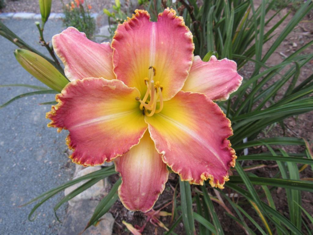 Bite Me In The Neck Harbour Breezes Daylilies and Japanese Iris at